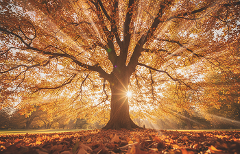 Astrologie Tropicale
